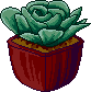 Succulent plant in a pot