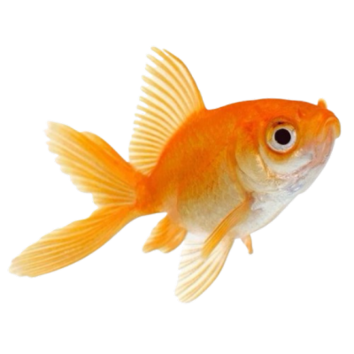 Goldfish